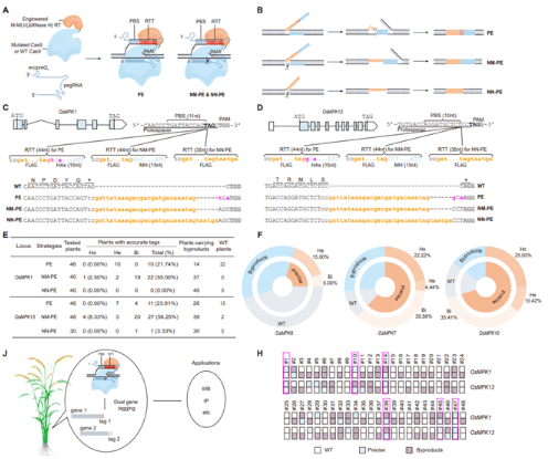 新型引导编辑系统高效实现水稻内源基因的精准标记